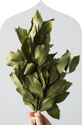Botanical Image 1